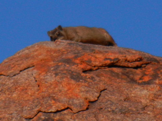 Auf unserem Spaziergang beobachten wir verschiedene Tiere