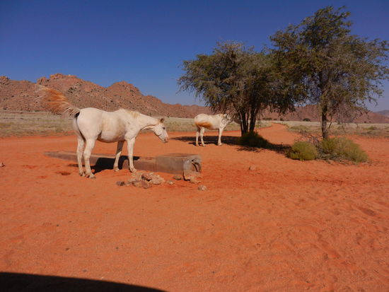 auf dem Weg zu unserem Chalet erblicken wir wilde Pferde