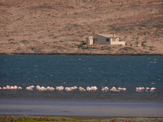 Flamingos im Sturmwind