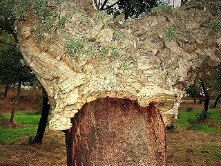 Korkeichen (Quercus suber) sind es auch, die diese Region prägen.