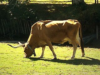 Die Rinder werden im Sommer auf die Weide (Almen) in den Bergen im nördlichen Teil des Gebietes getrieben.
