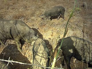 Portugiesische Schweine: schwarz und vollgefressen mit Eicheln