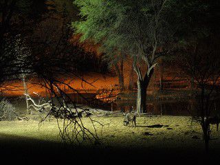 Es ist mitten in der Nacht, als das Gnu so dicht an die Lodge zur Wasserstelle kommt.