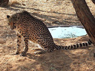 Dieser Gepard hat auf der Wabi Lodge ein Zuhause gefunden.