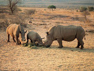 Diese drei Rhinos fühlen sich sichtlich wohl am kleinen See auf der Wabi Lodge.
