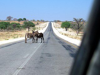 Wer hat hier Vorfahrt? Die Esel oder wir?