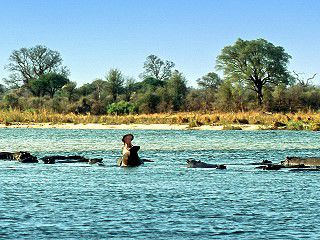 Auch sie fühlen sich an der Ndhovu Lodge zu Hause: Hippos!