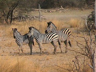 Zebras sind (fast) zu meinen Lieblings-(Foto)-tieren geworden.