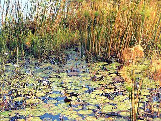 Ufervegetation am Kwando: Papyrus und Seerosen