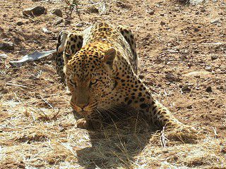 Leopard