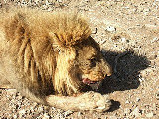 Simba, der Löwe