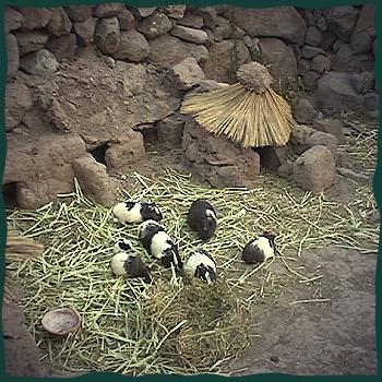 Meerschweinchen - doch bitte nicht in den Kochtopf!