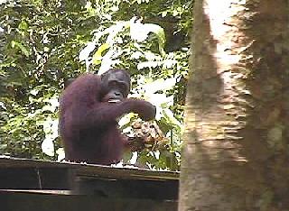 Hier in Sepilok finden die Orang Utans wieder ein Zuhause.