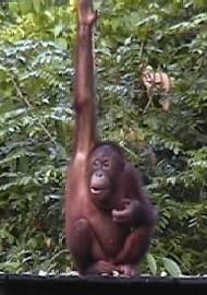 Der kleine Orang scheint sich an uns gar nicht zu stören.