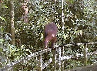 So wie der Orang Utan aus unserem Blick verschwindet, so verlassen auch wir nach vier traumhaften Wochen Malaysia.