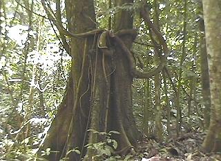 Uralter Baumbestand am Fuße des Mount Kinablau.