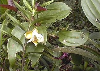 Bei uns müssen sie mühsam gepfelgt werden. Hier wachsen, blühen und gedeihen unzählige Orchideenarten in freier Natur.