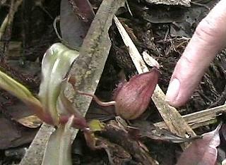 Kannenpflanzen gibt es viele in Sabah. Nur der Finger zeigt die 'wahre Größe' dieser pflanzlichen Kanne.
