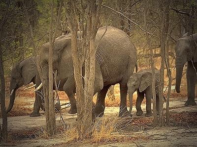Die Welt von Klein Jumbo