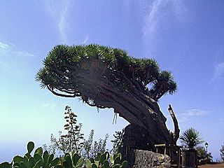 Windschief, aber trotzdem fest verwurzelt: der Drachenbaum bei Puntagorda