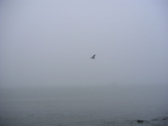 Pelikan in freier Wilbahn...