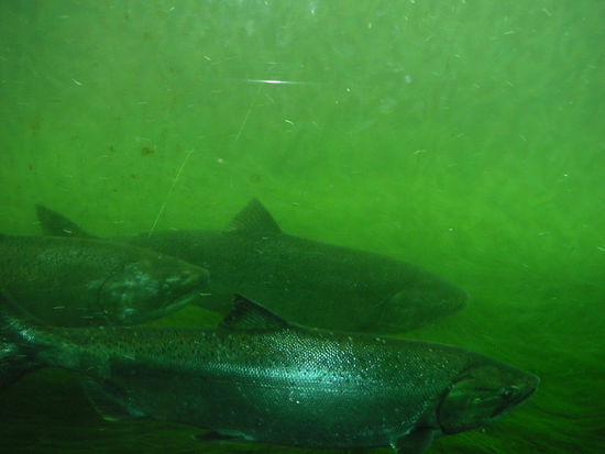 Lachs...sehen zwar klein aus, sind aber mind. armlang