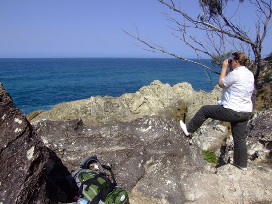 Warten auf Wale, Delfine
und Schildkröten