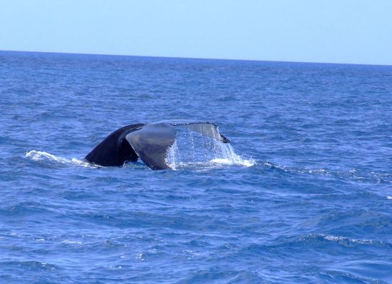 Da, ein Waaaaaaaaaaaal!