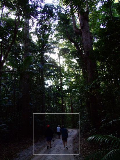 Baumriesen im Regenwald