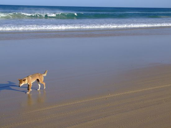 Dingo am Strand