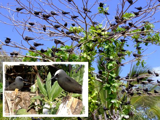 Black Noddies, Hauptbewohner von Lady Elliot Island