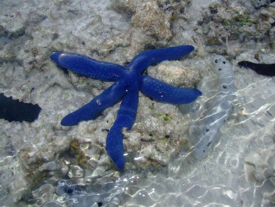 Wunderschöner blauer Seestern