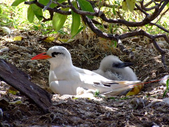 Red-Tailed Tropicbird