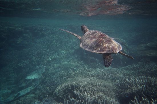 Mein Schnorchel-Partner 