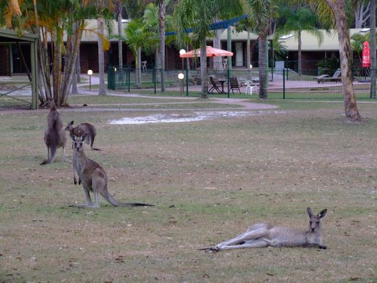 Roos im Garten, am späten Nachmittag