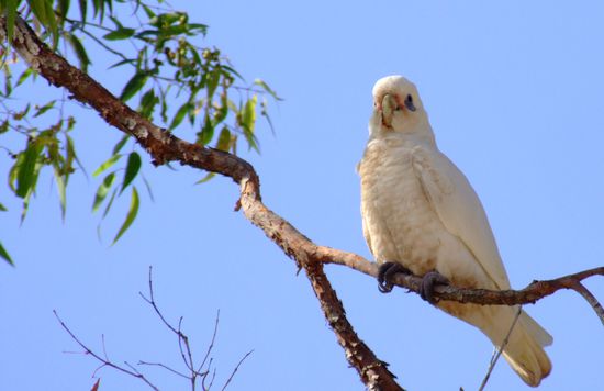 Corella im Baum