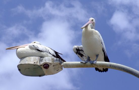 "Wenn du dich bewegst, fall ich runter!"