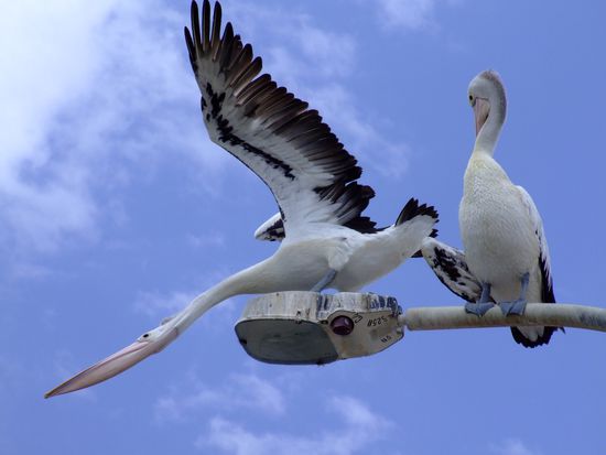 "Heeeeeeeeeeeeeeeeeeeee!"