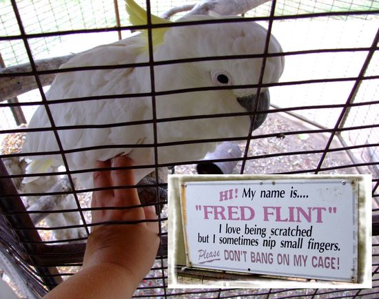 Mein Freund Fred, der Kakadu