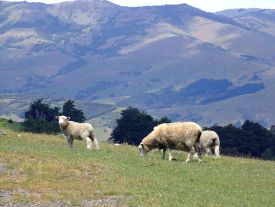 die obligatorischen Schafe 