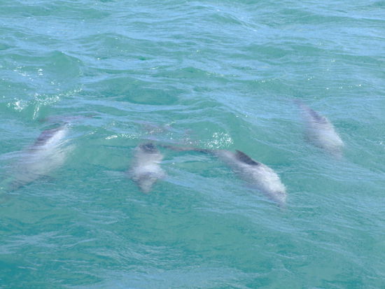 Da sind sie! 
Die niedlichen Hector-Delfine!!