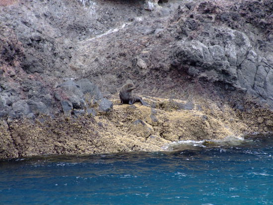 ... die Seelöwen besuchen!