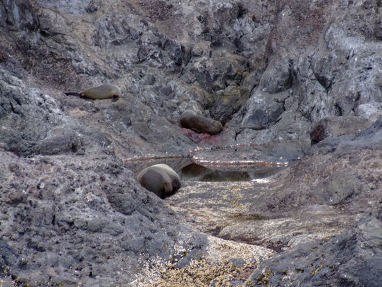 Die ließen sich aber nicht stören...