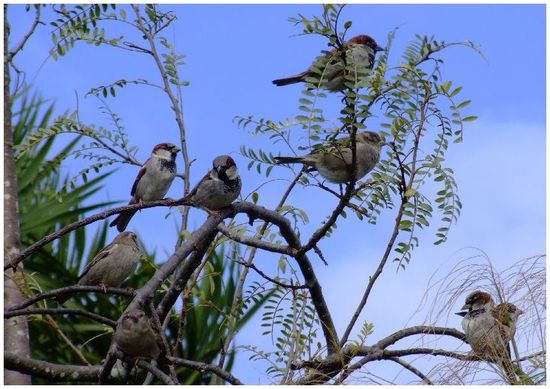 Sehen aus wie unsere Spatzen 
