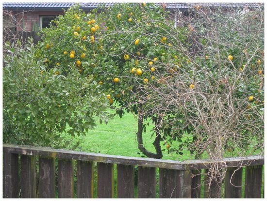 Und hier wachsen Zitronen!!