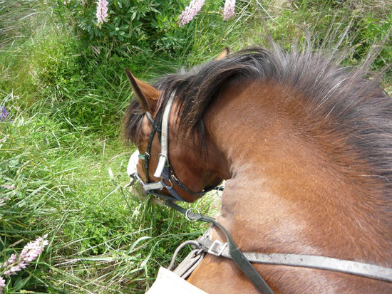 Guten Appetit, Bryan!