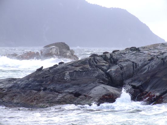 Ja, die Punkte auf dem Felsen sind Robben!