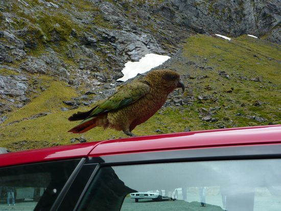 Kea