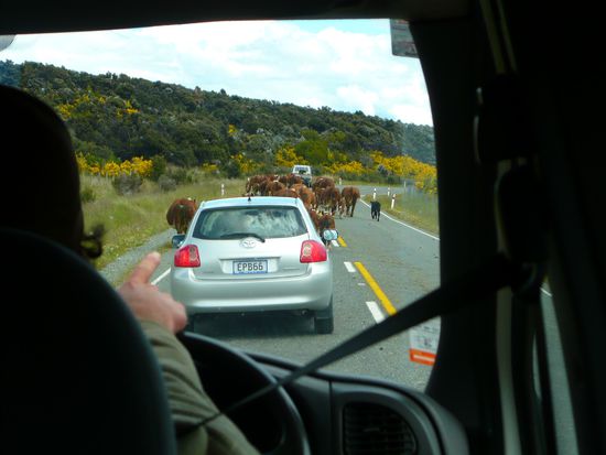Stau neuseeländischer Art