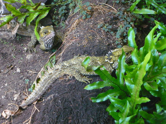 Henry's Verwandte, echte Tuataras!